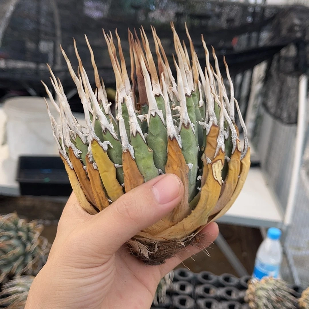 超白超粗刺521福利价