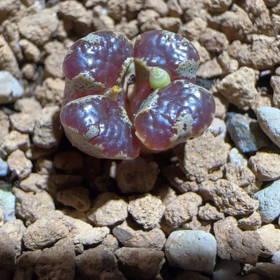 肉锥多肉植物组合-蝴蝶1319