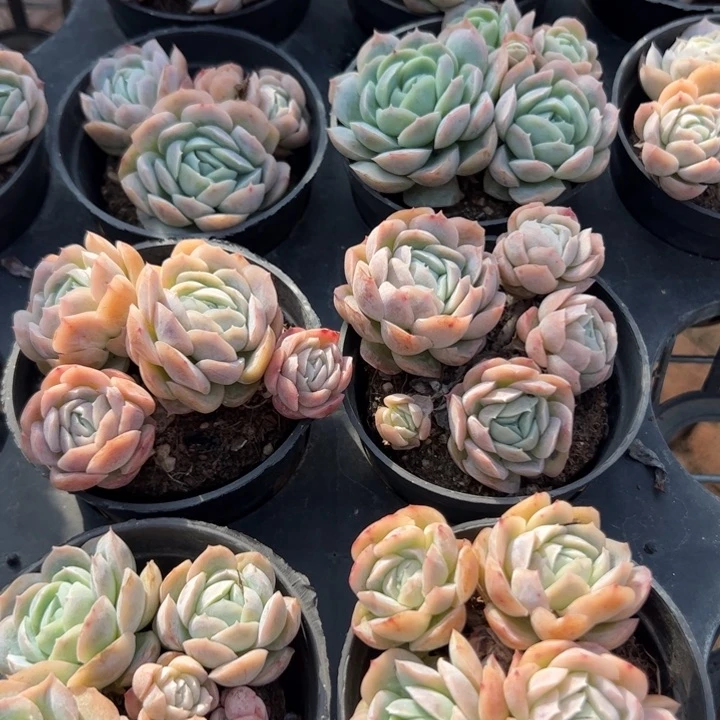 新疆包邮 西娜群