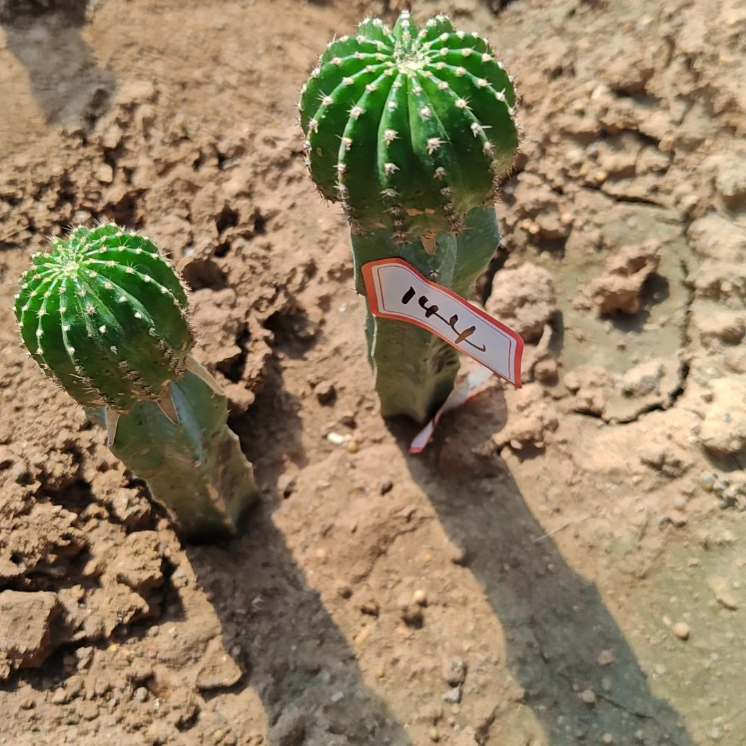 小油菜龙神木嫁接福144