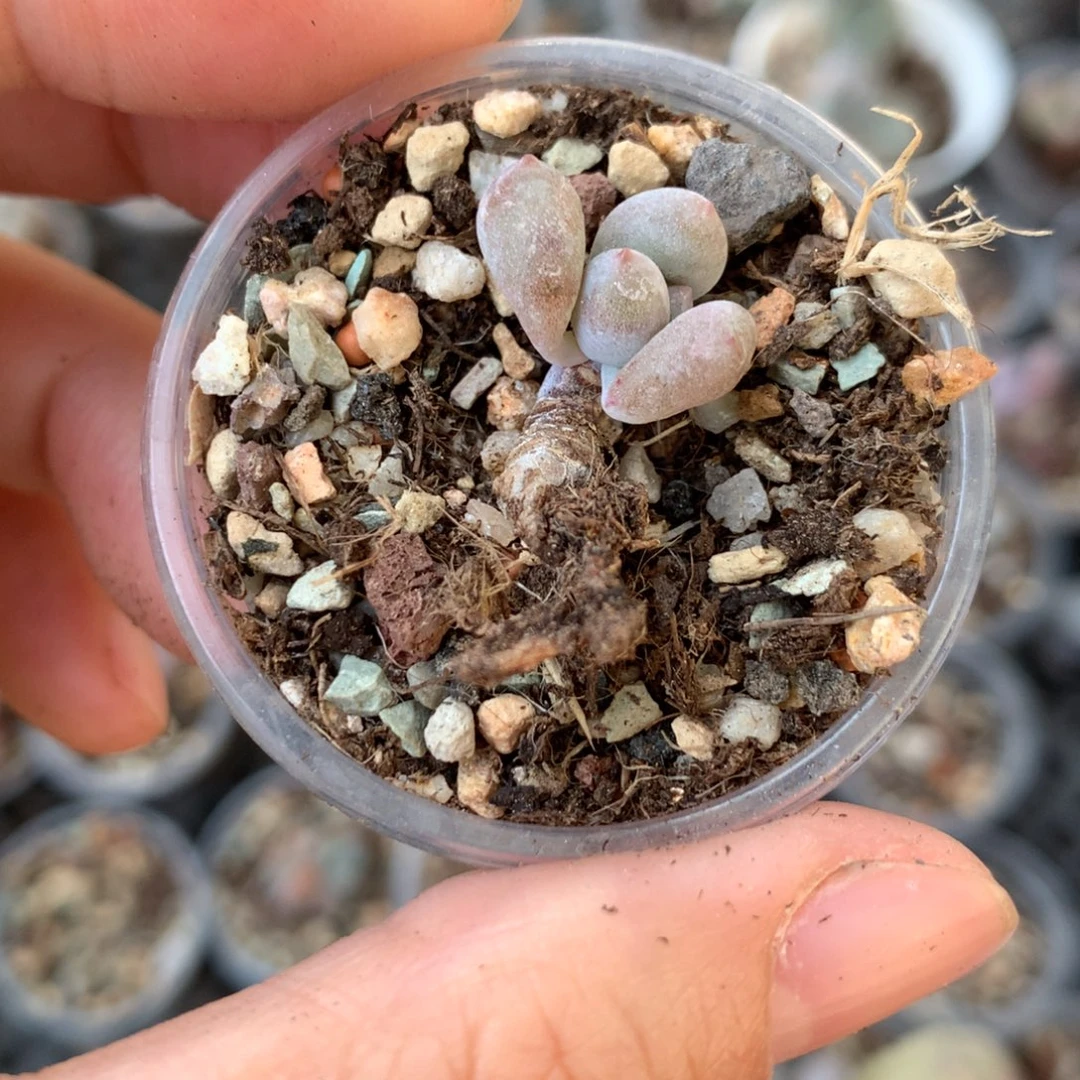 彩虹还好哈哈哈瑕疵特价