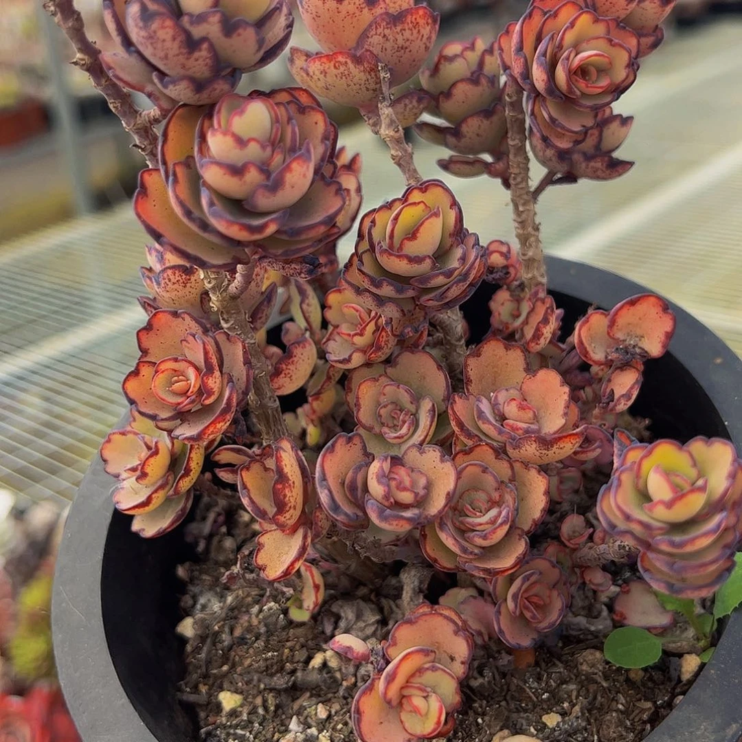 锦绣牡丹两盆多肉