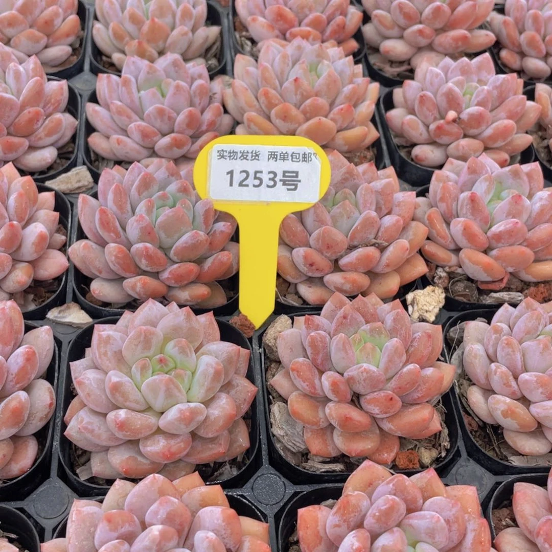 1253号 肥胖粉透半夏单头一个