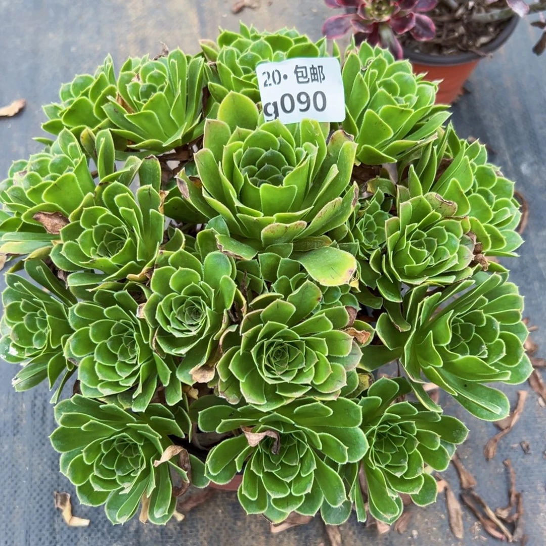 090绿色心情，多肉法师