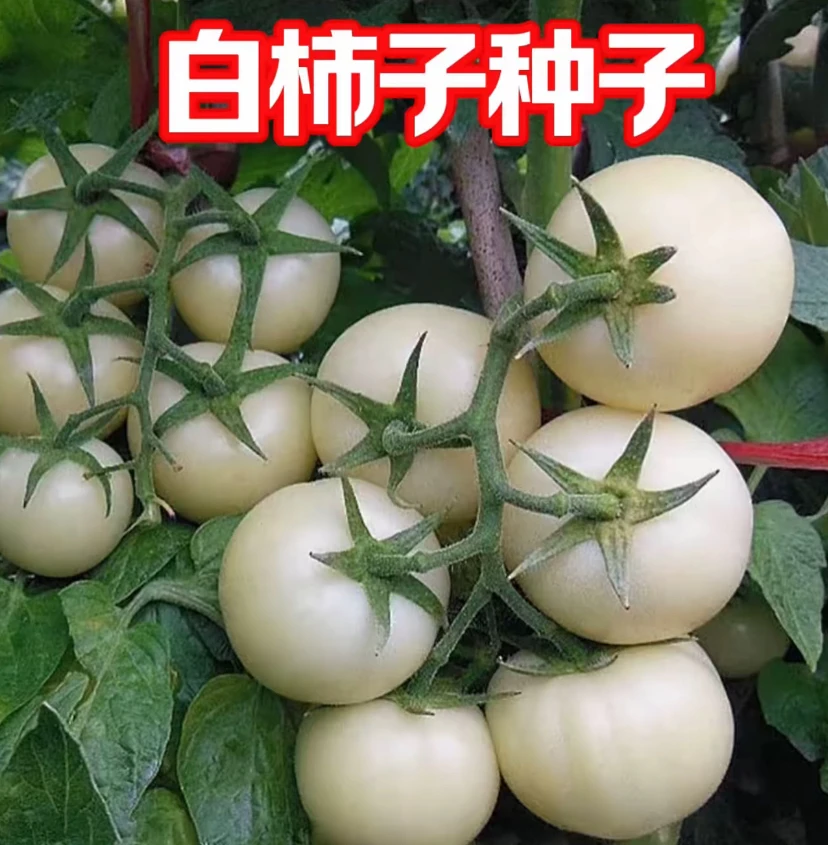【白玉番茄种子】四季种植盆栽地栽阳台小院种植