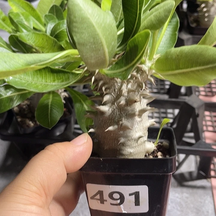 491西巴女王块根，