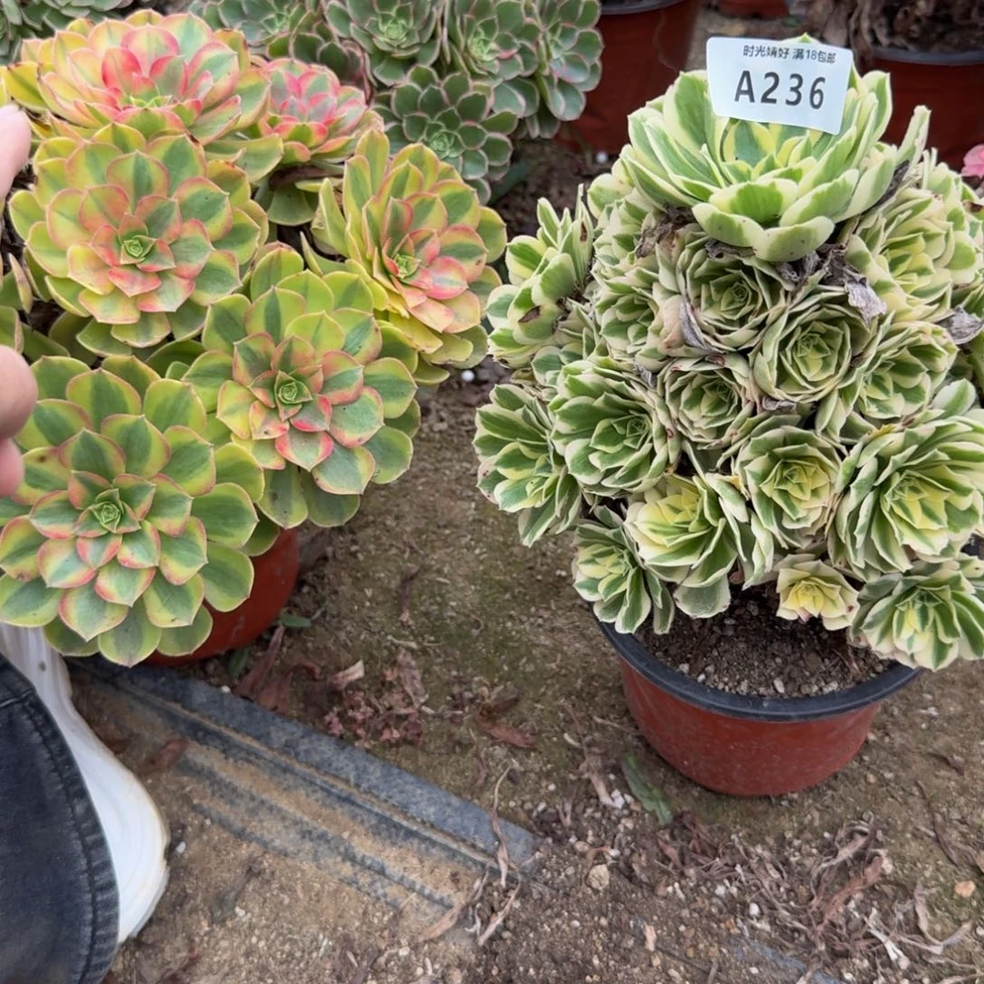 236迈巴赫 多肉植物