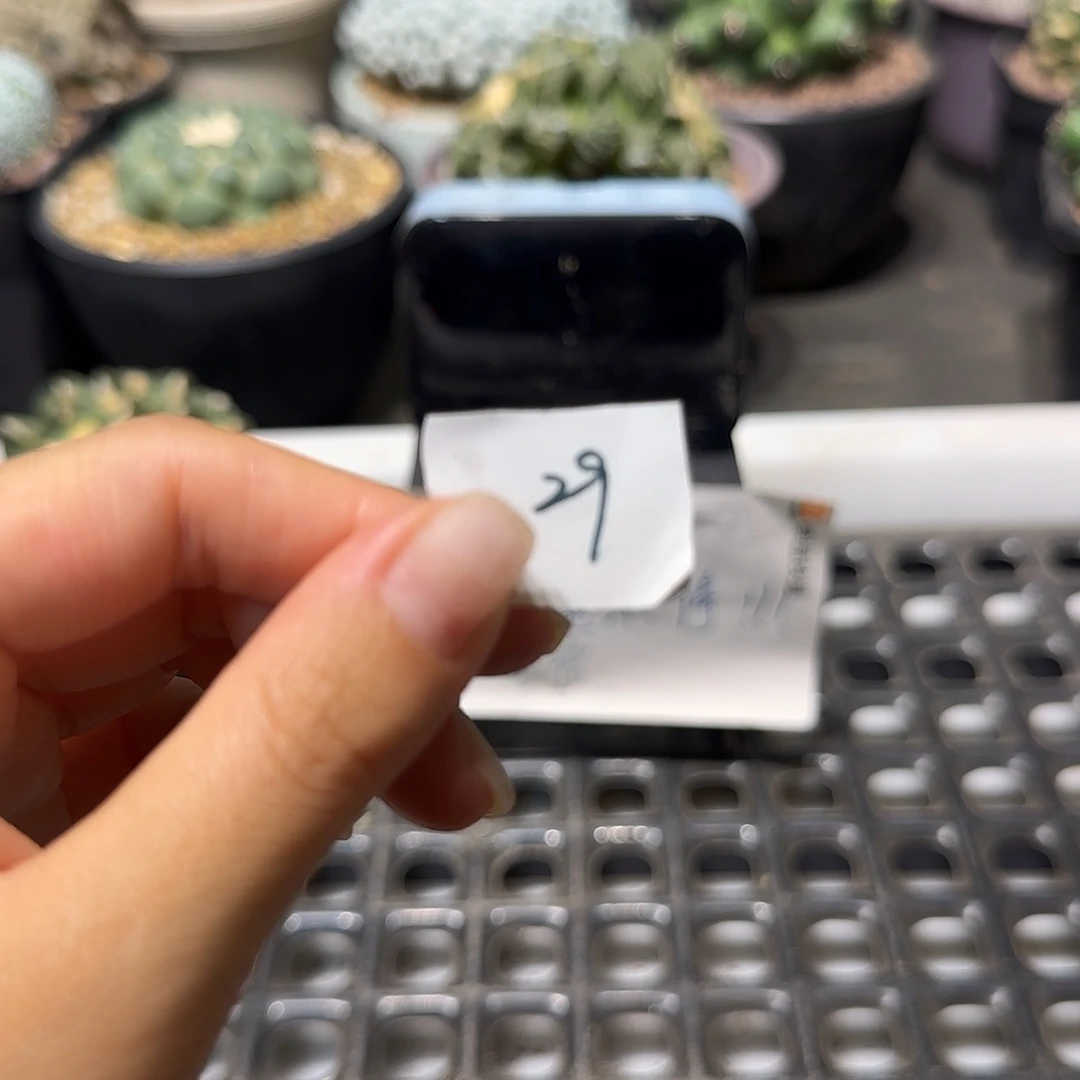 s****实生仙人球特价一颗