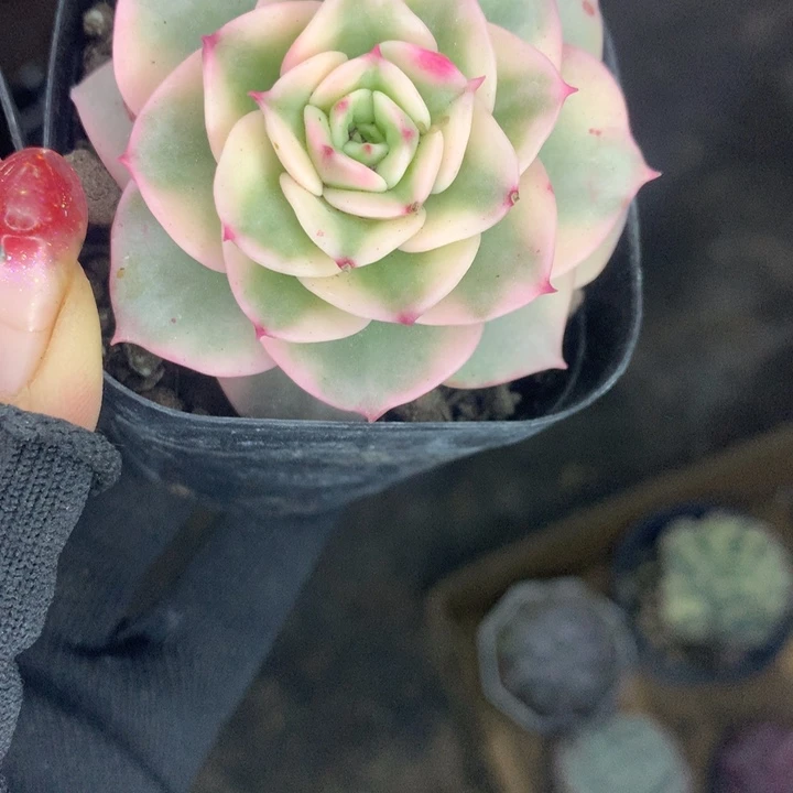 蜡牡丹锦 （满9.99包邮不满9.99发空盆）