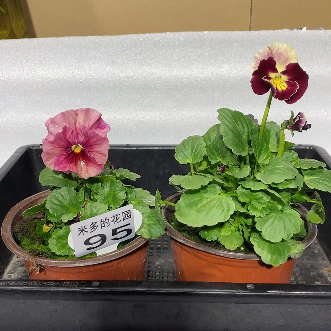 少量开放大部分花苞95