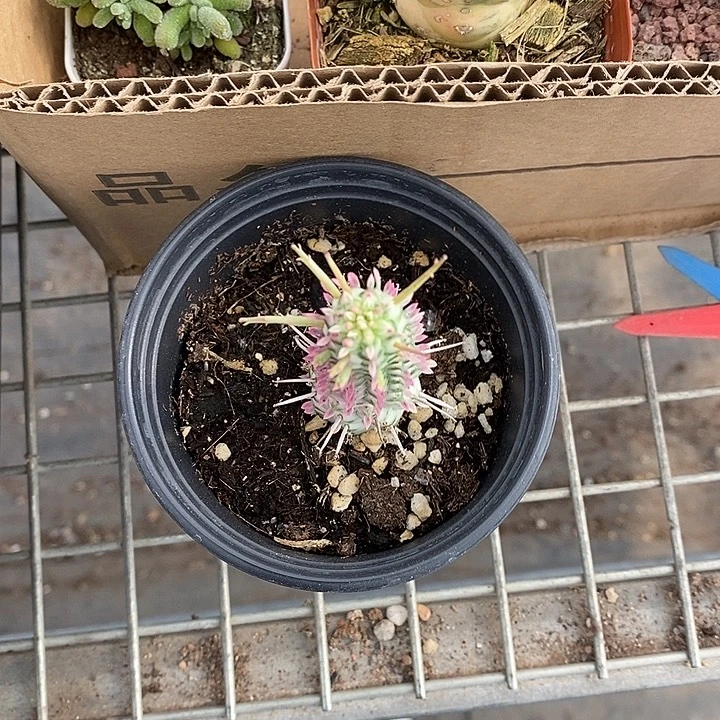 开播后就一直是一片空白