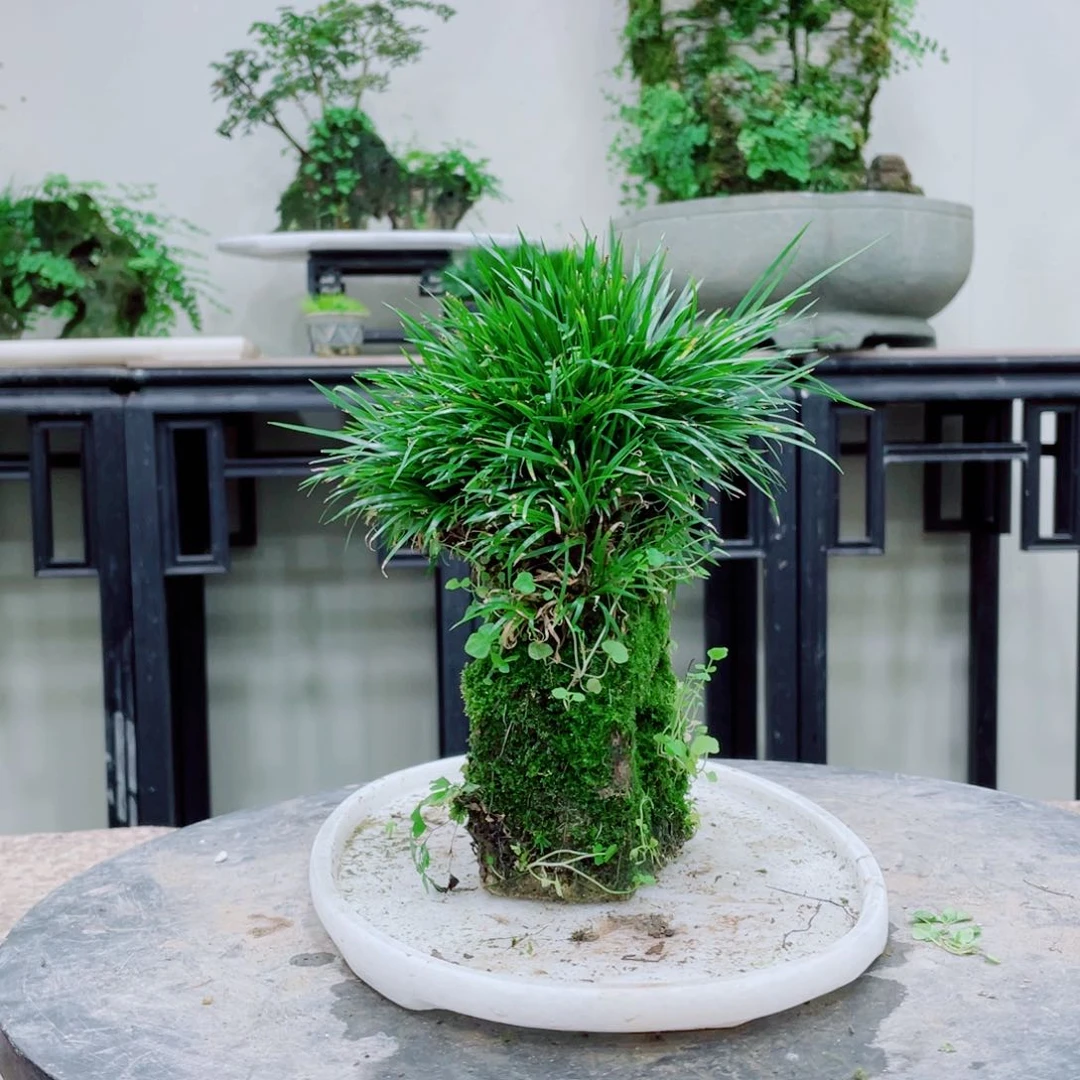 无铅玻璃3****5铁线蕨等植物的生长发育