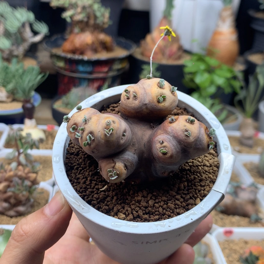 产地格加厚敦菊母本多肉带盆