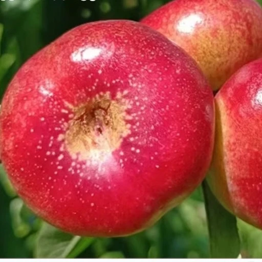 新鲜树上熟现摘现发红油蟠桃蟠桃顺丰早春油现货纽扣蟠桃脆桃水果