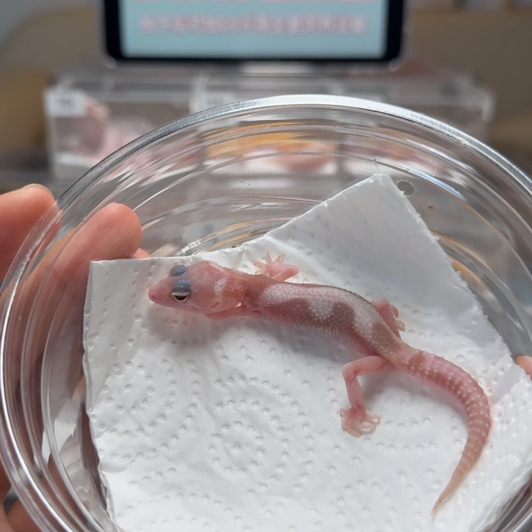 豹纹守宫雪花川普母温