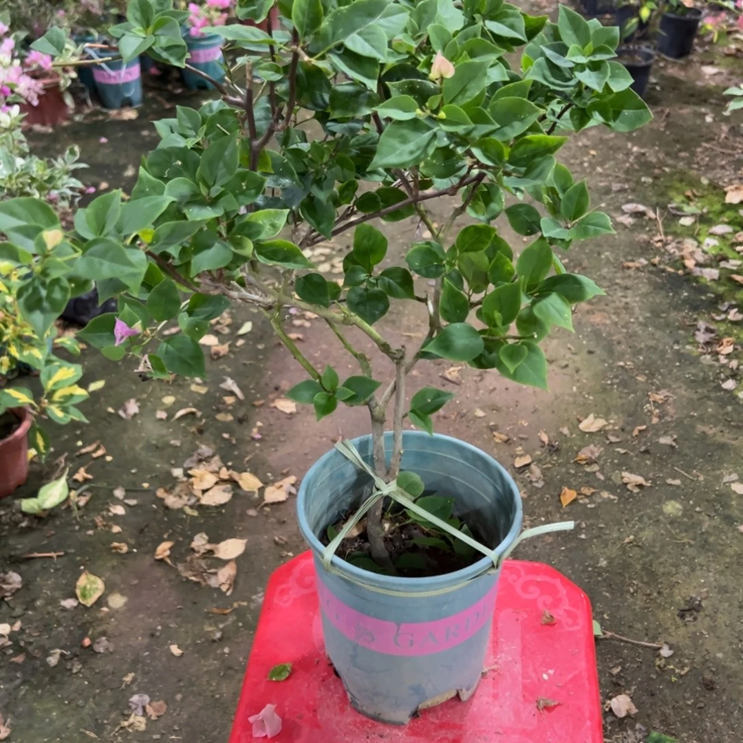 无花朵粉可爱直播福利不售后9.8