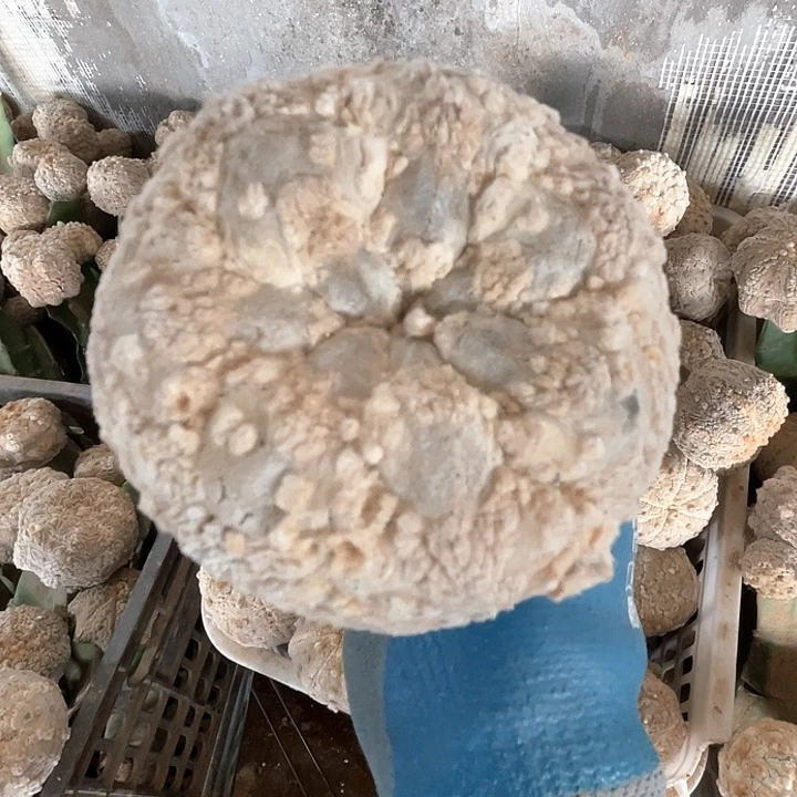 完全开放兜兜兜1