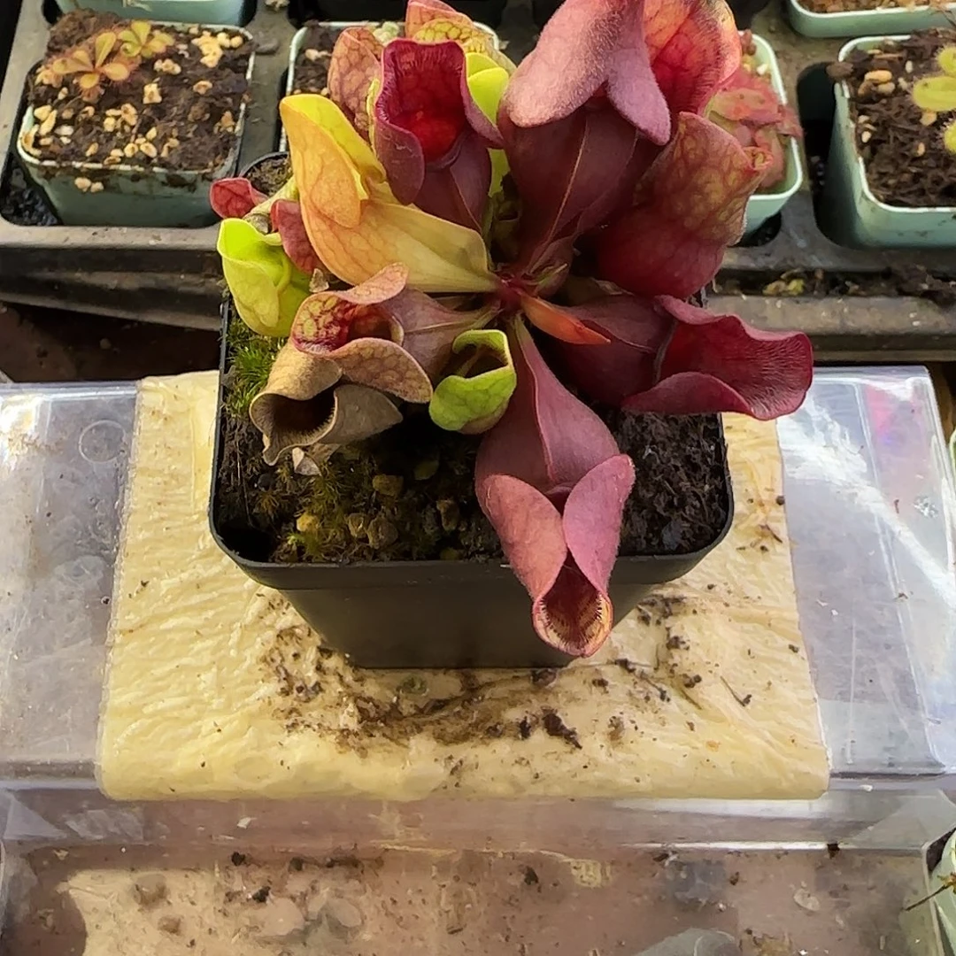 完全开放老品种草紫瓶子草