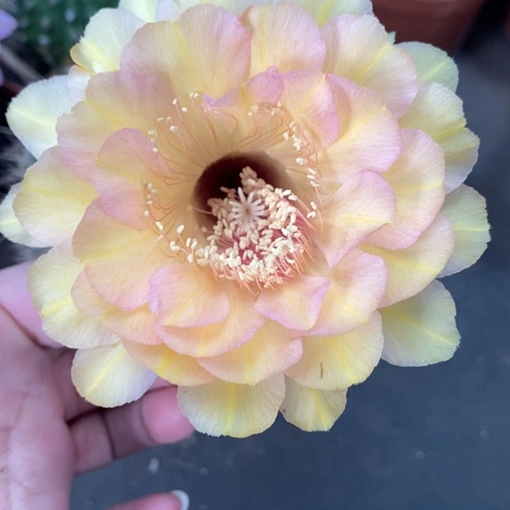 香香暖芯侧芽2公分左右