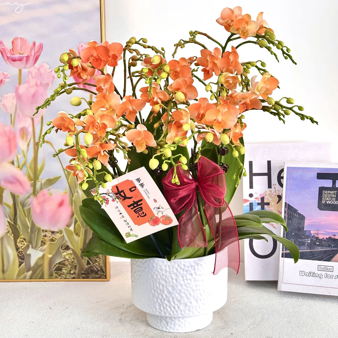 【小金桔】温柔色系蝴蝶兰鲜花组盆 喷色蝴蝶兰开花株