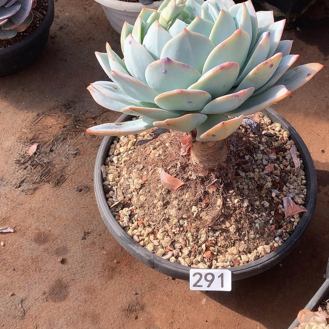 291 一物一拍多肉！