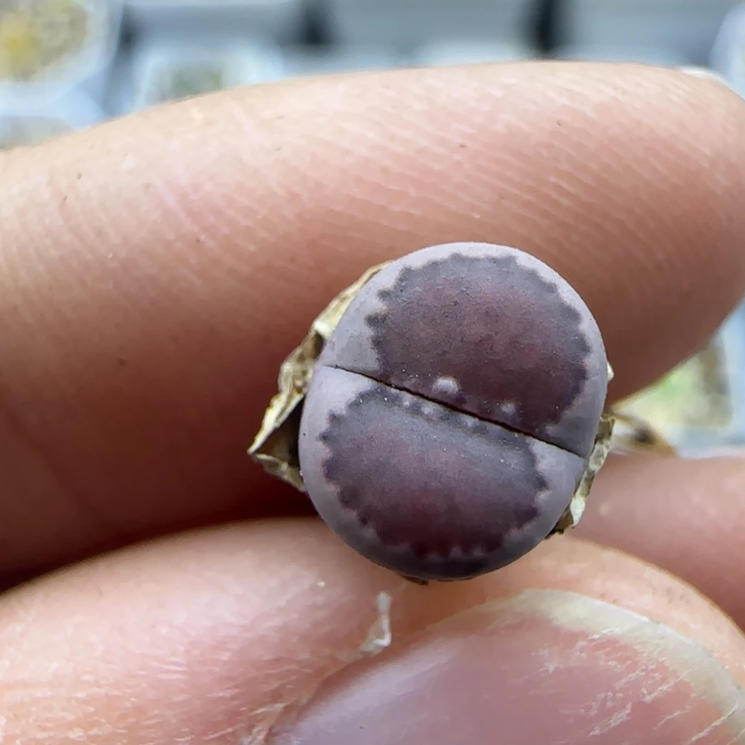 693 清框福利30包邮