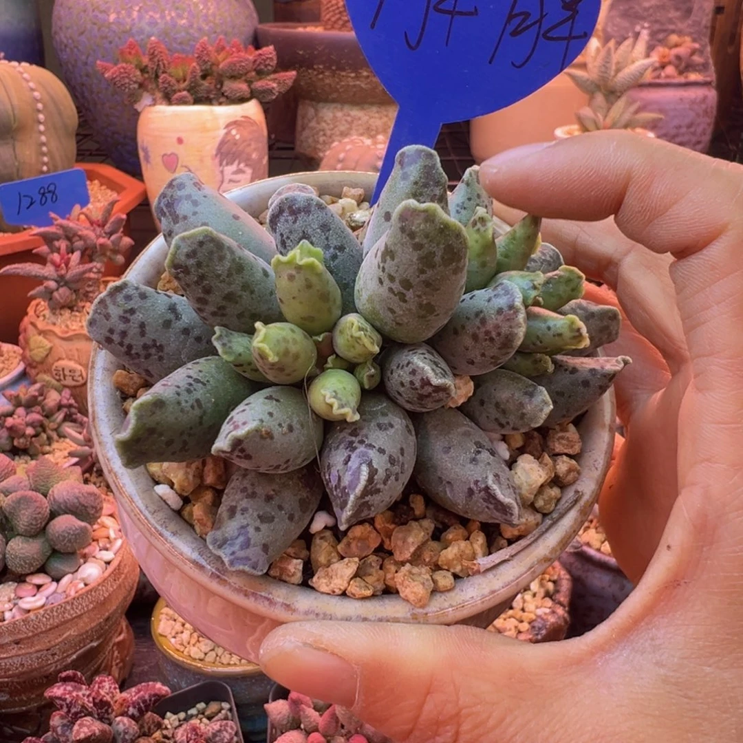 一物一拍，带盆发货