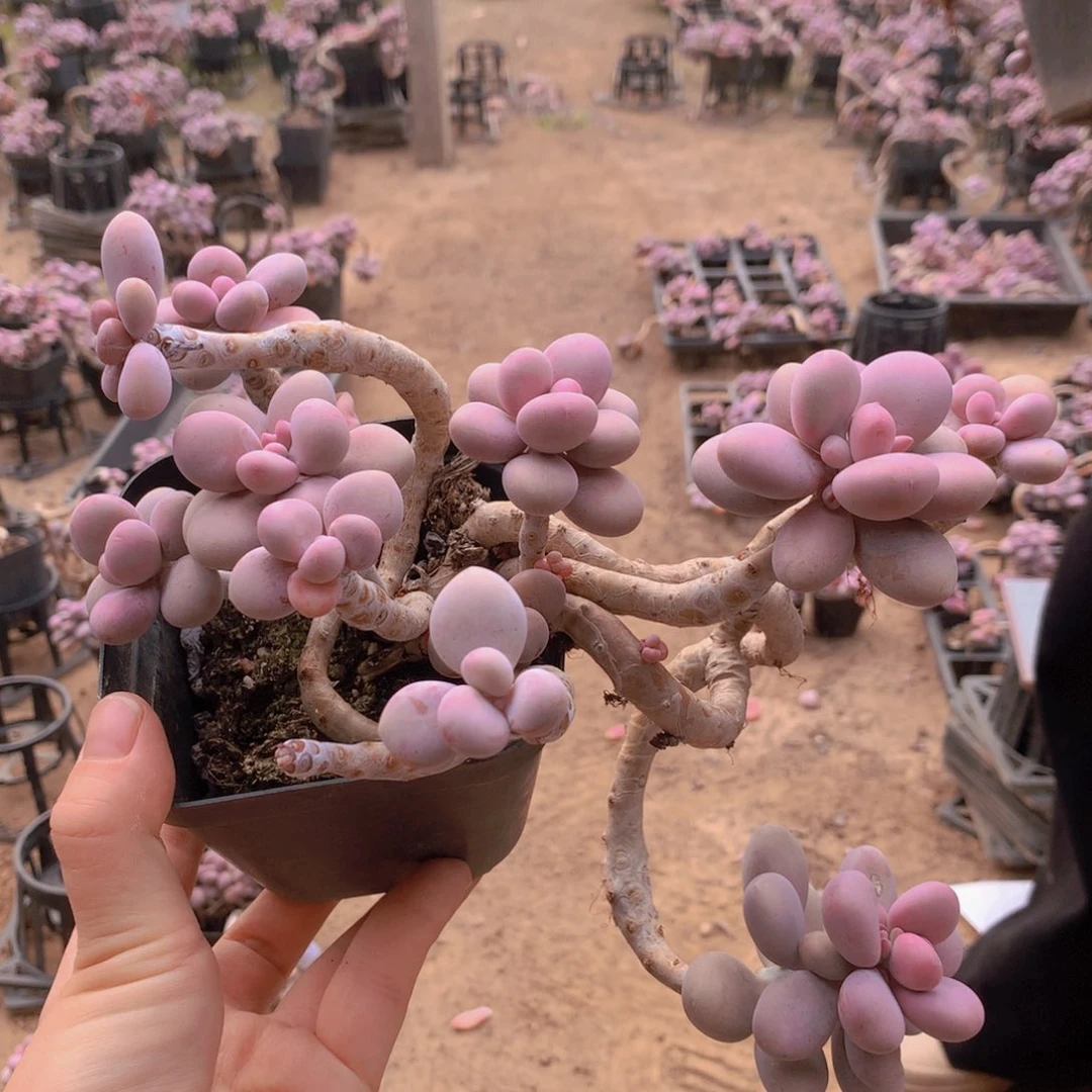 桃蛋老桩一物一拍一处蹭头20号