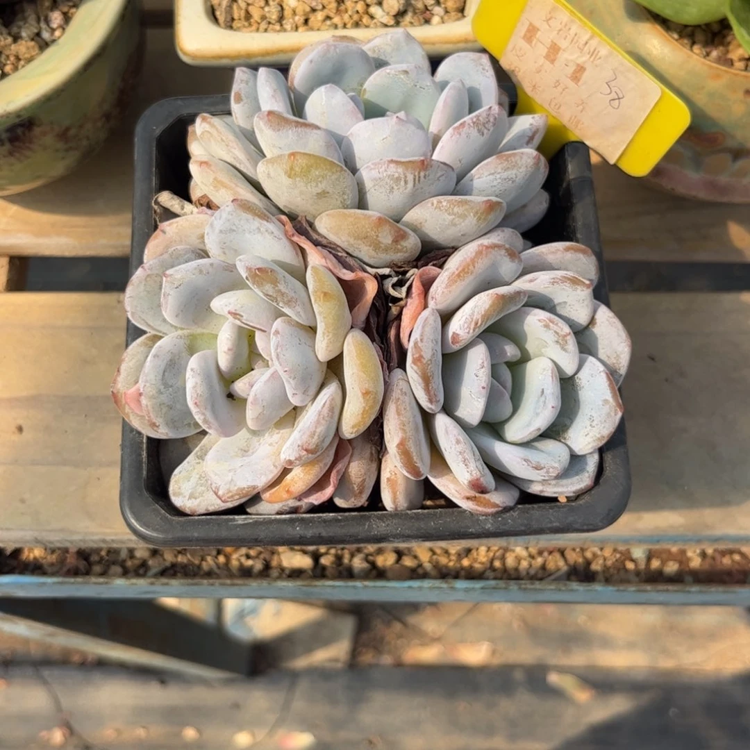 熔***熔多肉植物补差价11111111
