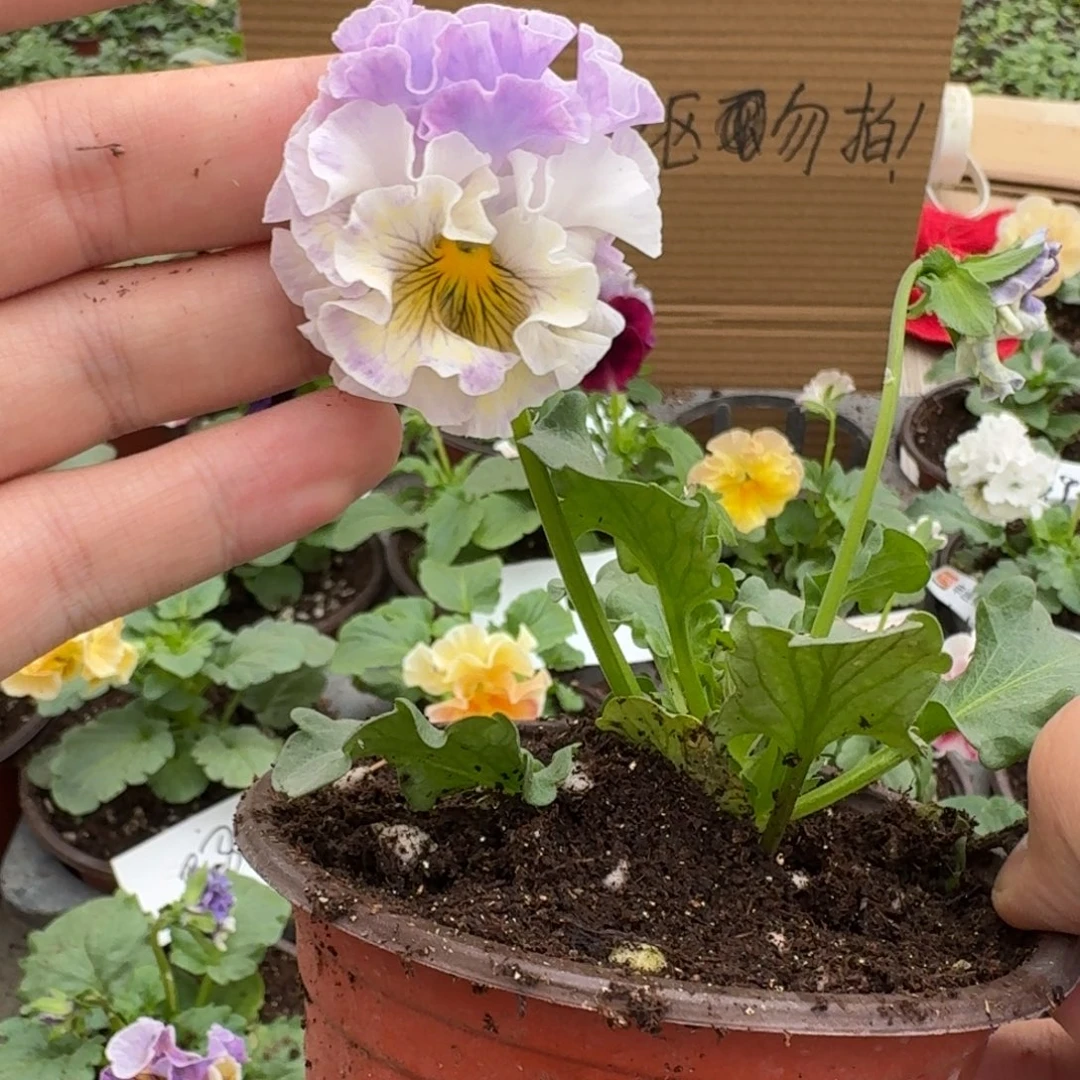 完全开放皱边角堇152