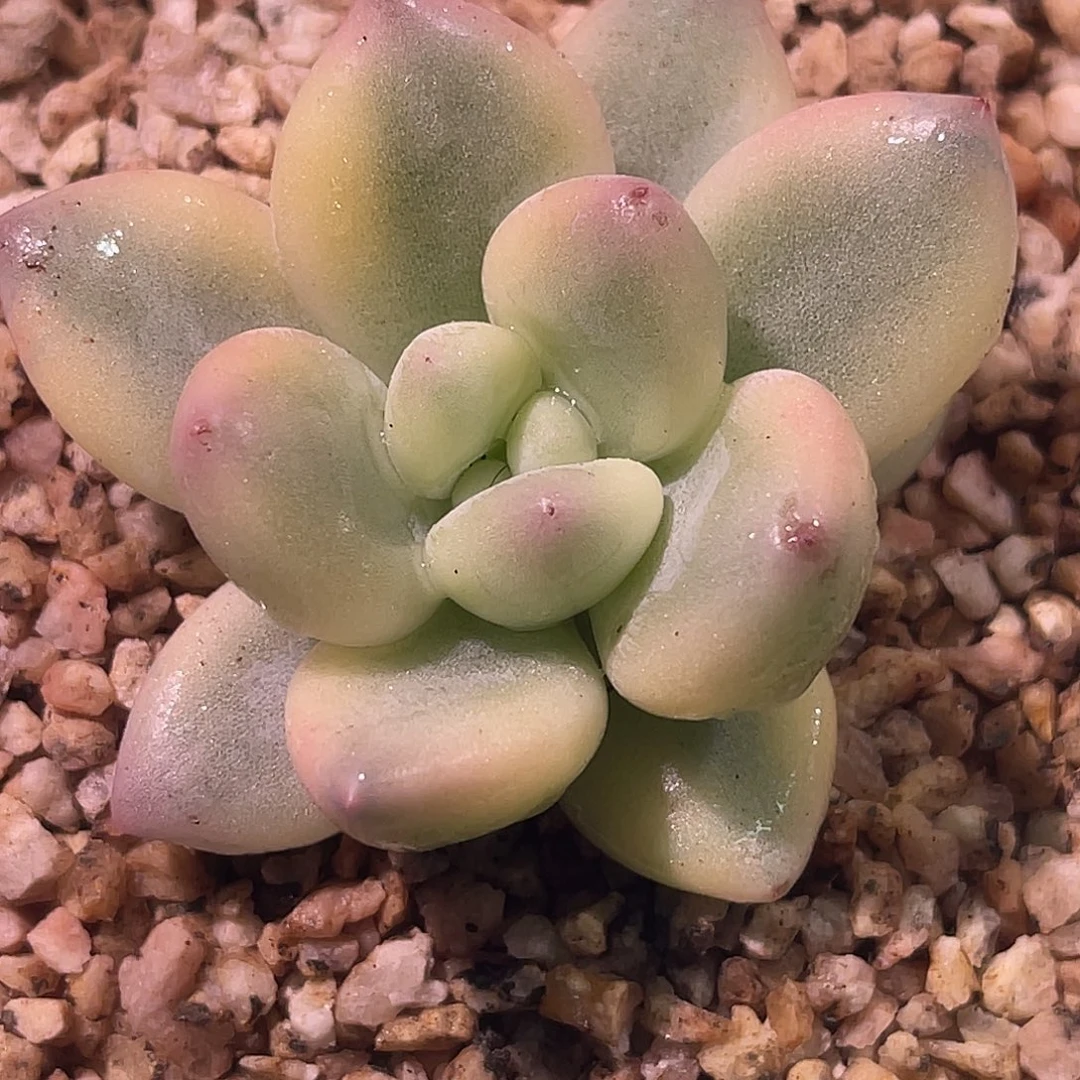 尚品园艺福利香水锦