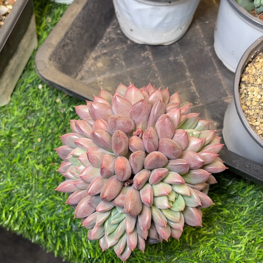 如烟美人多肉植物