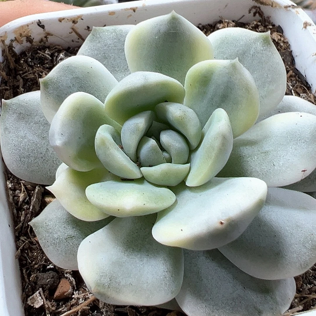 纯爱锦 一单包邮非偏远