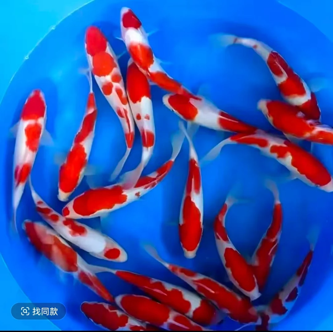 冷水观赏鱼血统级锦鲤