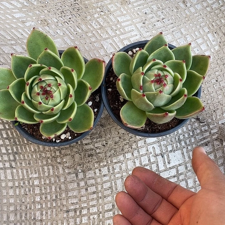 蓝龙福利带盆发货