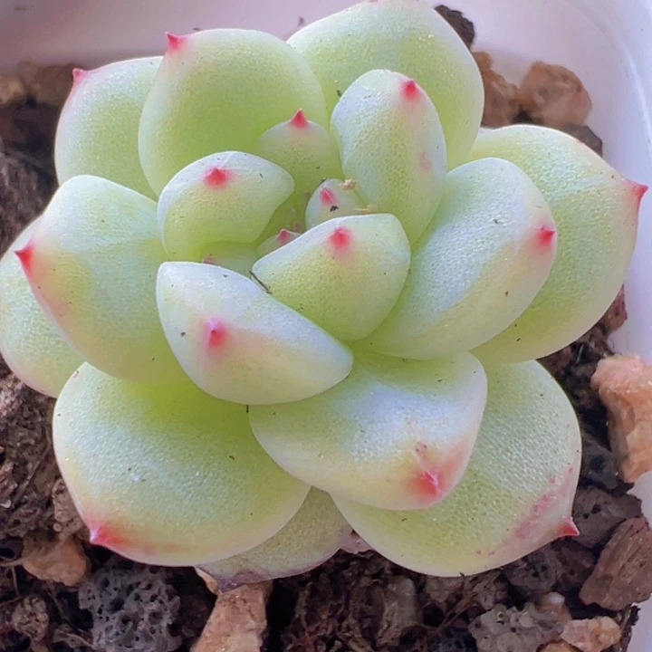 寒菲精品多肉植物