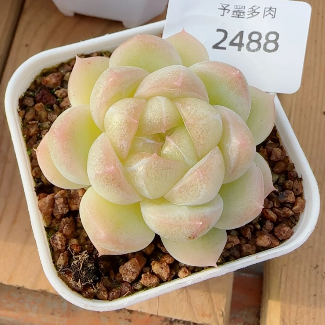 白体珍妮，2488多肉植物