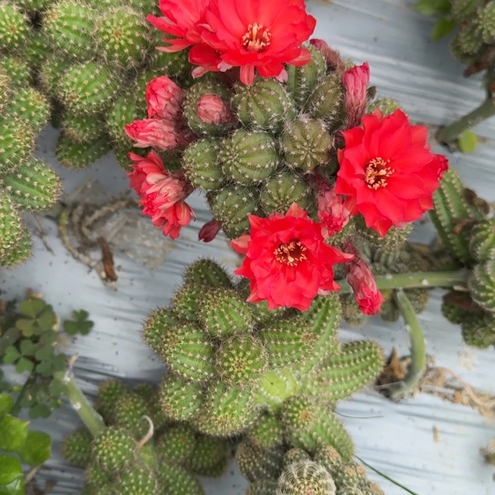 我***领矮胖白檀497仙人球232