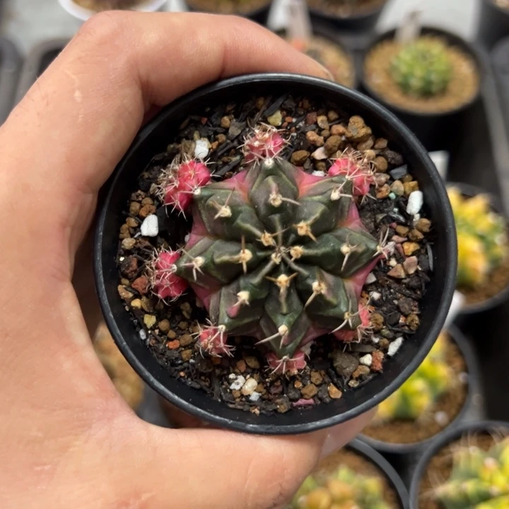 泡泡糖侧芽自根脱土发货