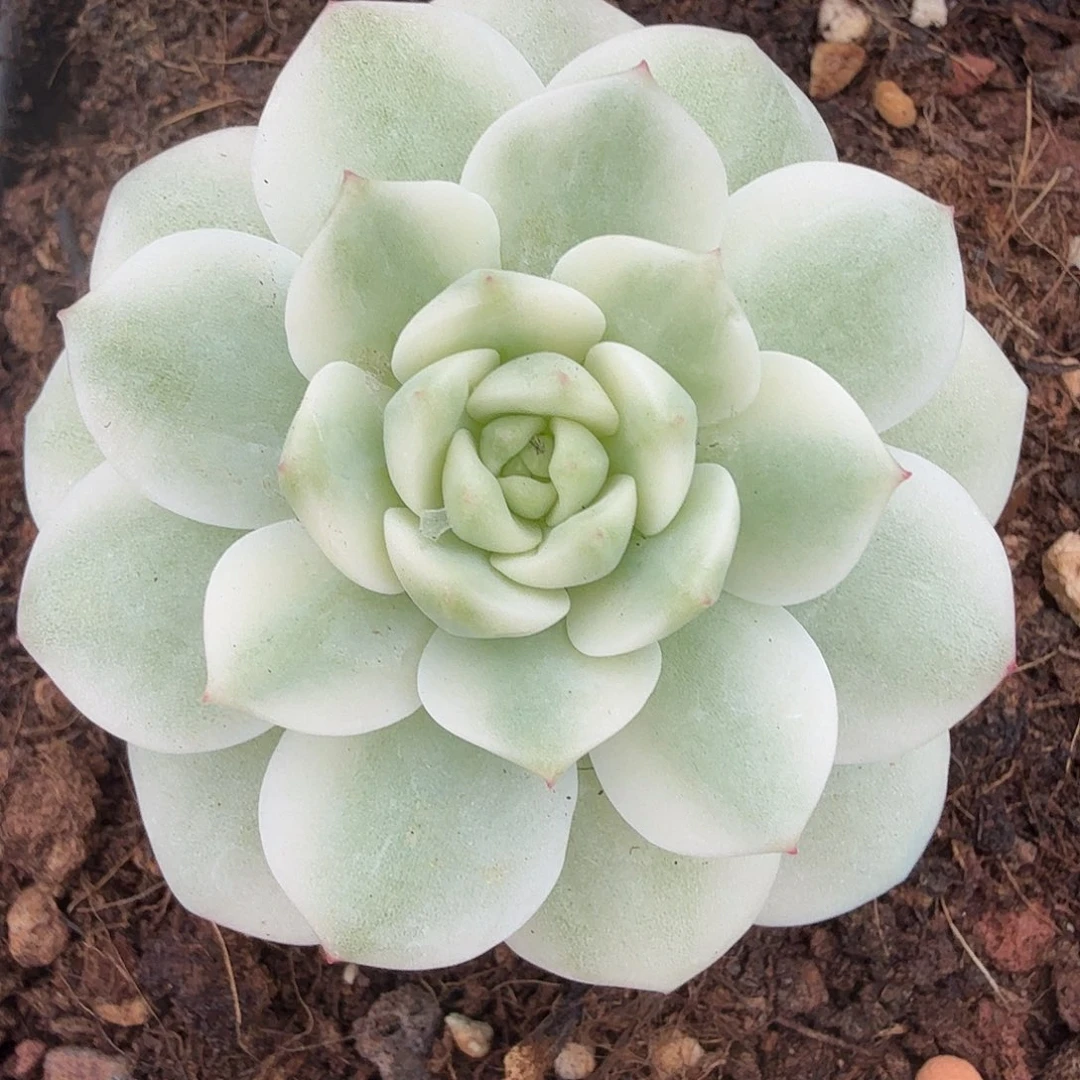 醉心锦，多肉植物。