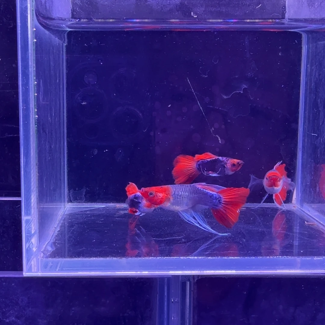 孔雀鱼深海蓝缎带2对