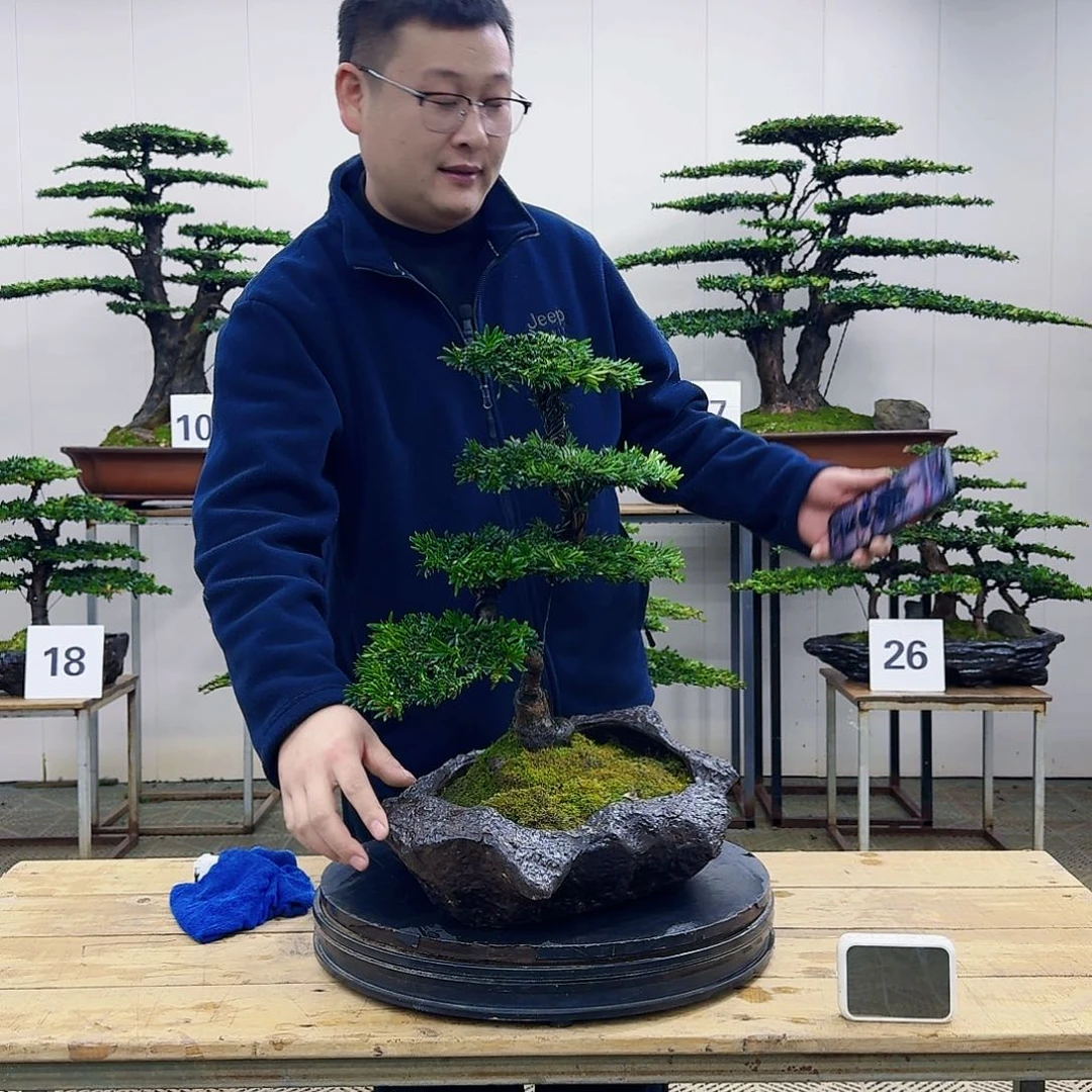 盆景米叶罗汉松盆景