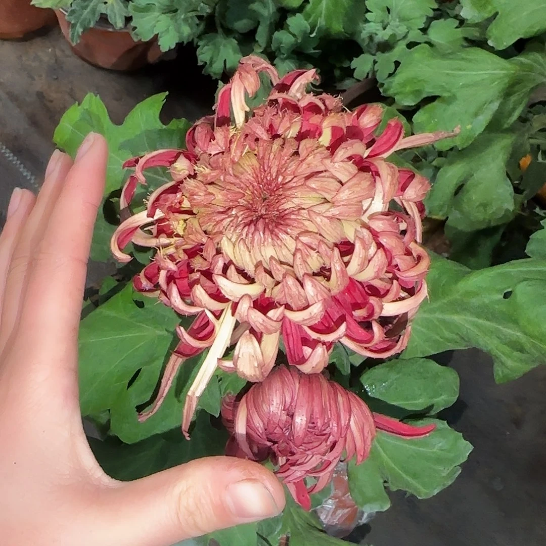 全部花朵红毛刺独本一颗