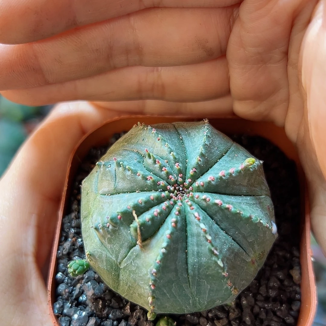 泰布1颗脱土4.5公分