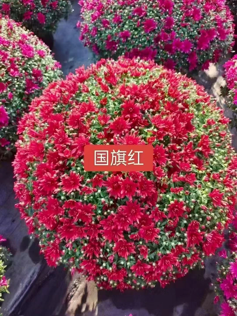 千头球菊盆栽花苗易爆盆好养适合阳台庭院种植