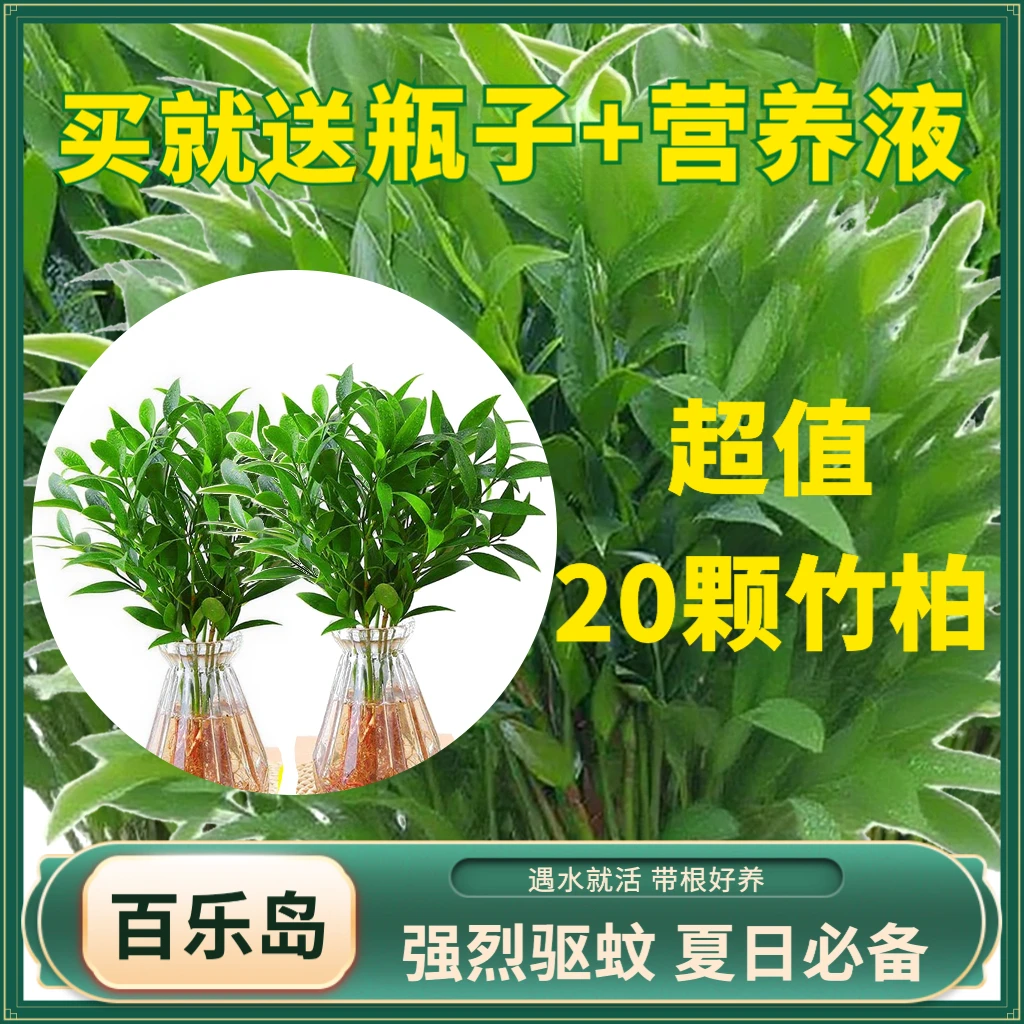 【水培驱蚊竹柏】水养盆栽绿植水培花卉客厅办公好养四季常青