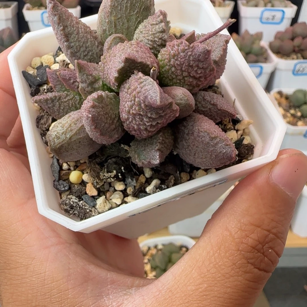 小怪兽水泡，一物一拍