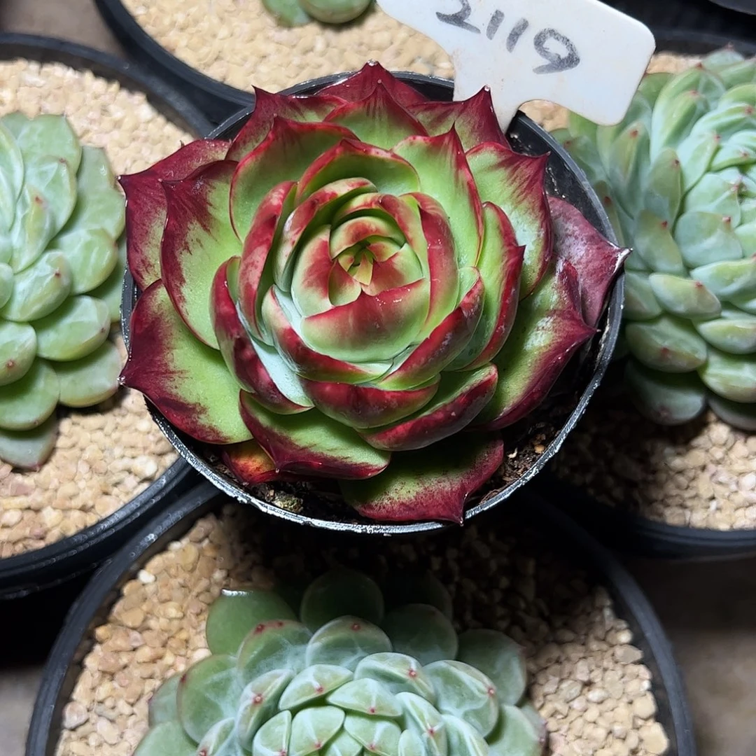 *****惊鸿仙子一物一拍2119号