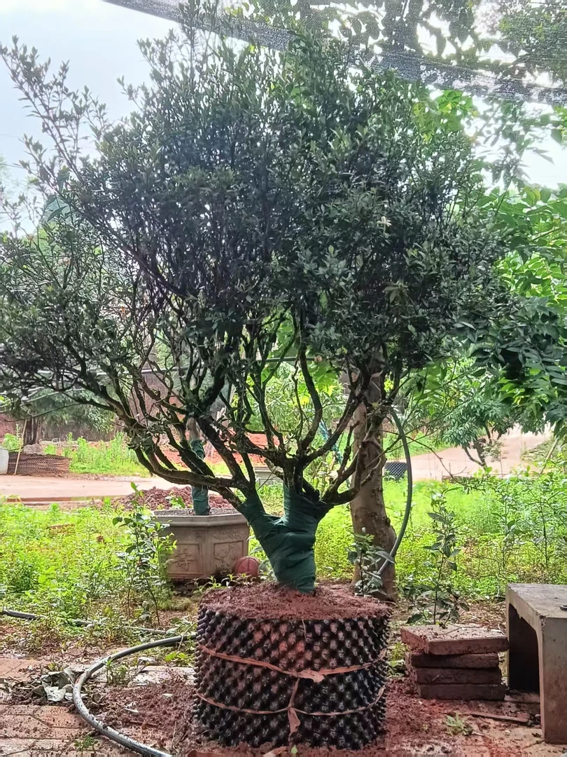 精品老桩小叶雀舌栀子盆景