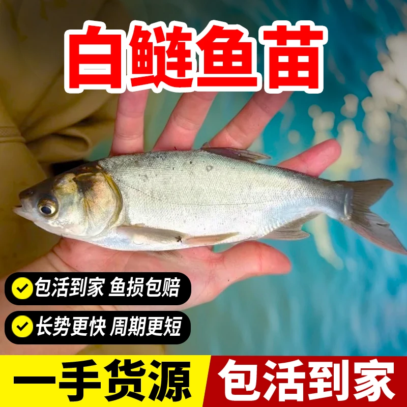 白鲢观赏鱼包活好养鱼苗食用大头鱼白鲢鱼耐活包邮雄鱼鱼淡水养殖